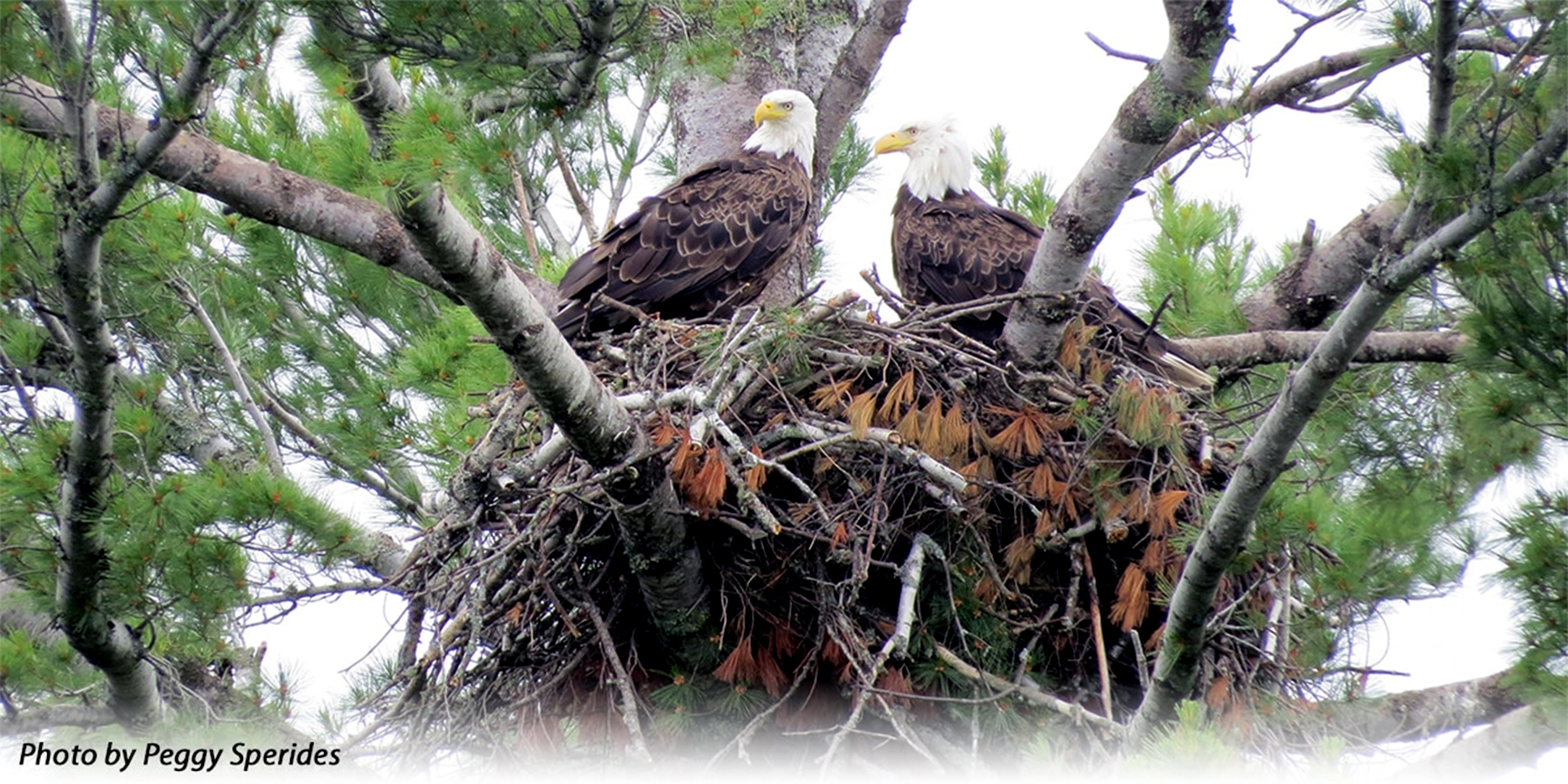 eagles nest Lori